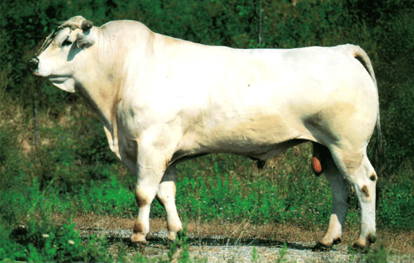Chianina Cattle