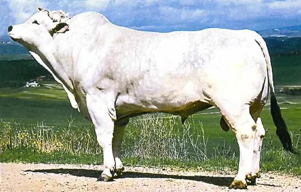Chianina