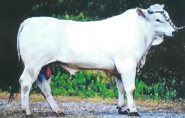 Chianina image