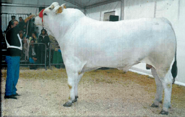 Chianina Cattle