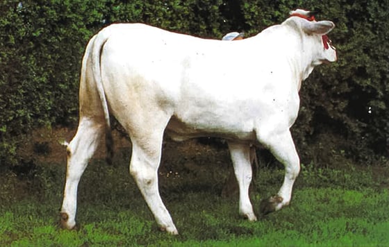 Chianina Cattle
