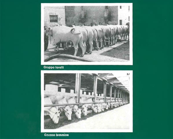 History of Chianina Breed