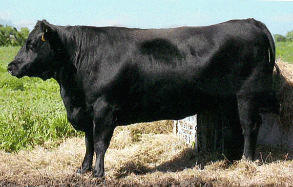 Chiangus