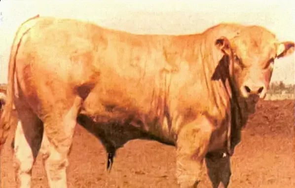 Chianina Crossbreed