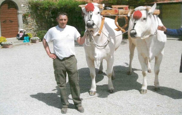 Chianina